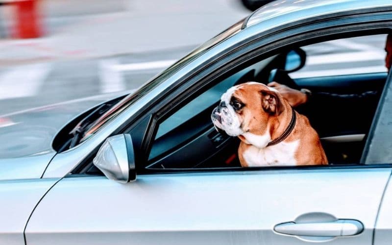 Kedi ve Köpekle Arabada Yolculuk – İpuçları
